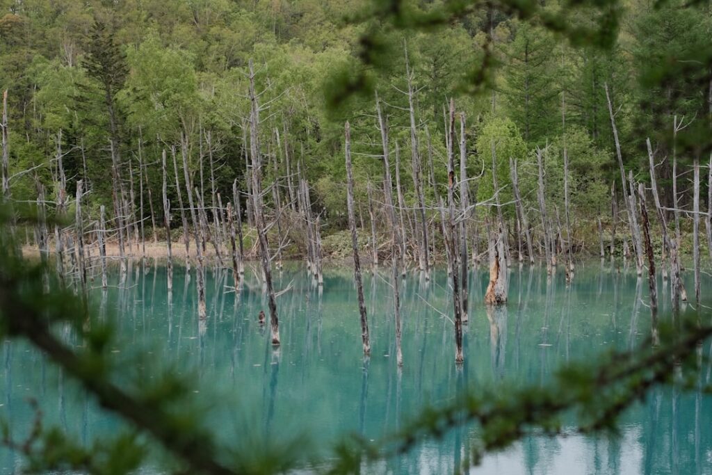 Photo nature calm
